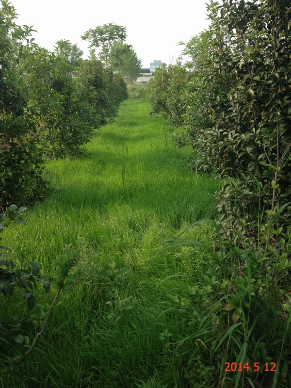 南通錦繡河山苗木5月份最新動(dòng)態(tài)