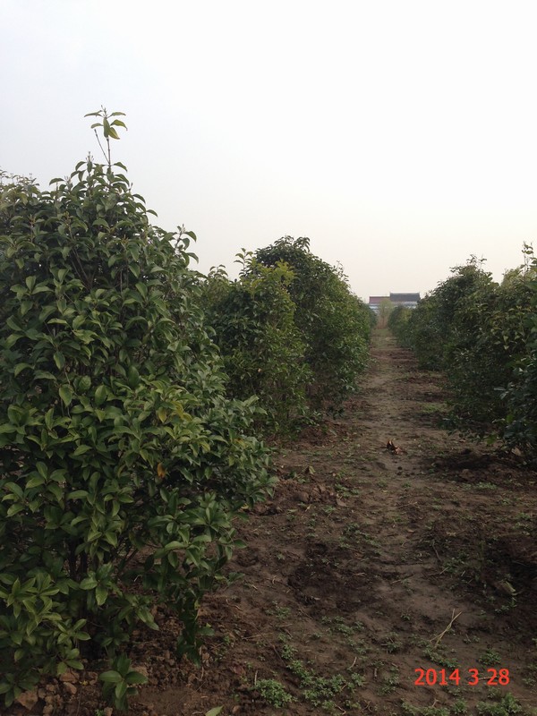 南通錦繡河山苗木4月份最新動(dòng)態(tài)